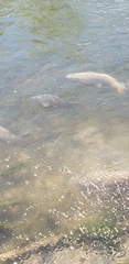 Cyprinus carpio