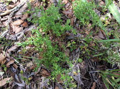 Galium porrigens porrigens