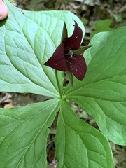 Trillium sulcatum