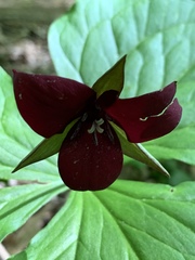 Trillium sulcatum
