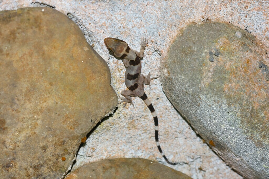Ngat's Bent-Toed Gecko