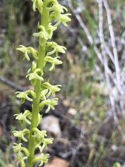 Platanthera cooperi