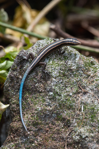 Emoia caeruleocauda observed 2024-03-24
