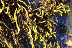 Brassicophycus sisymbrioides