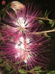 Calliandra eriophylla