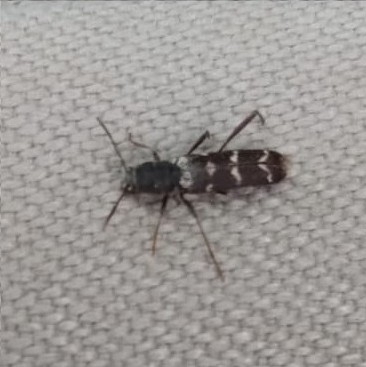 Neoclytus horridus