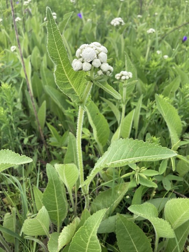 wild quinine (Parthenium hispidum)