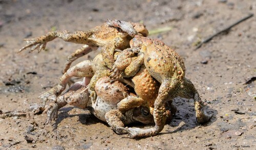 Eastern American Toad photographed in Ohio