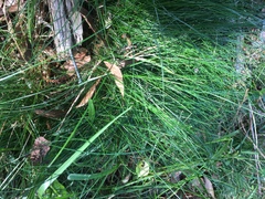 Carex bromoides