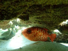 Heteropriacanthus cruentatus