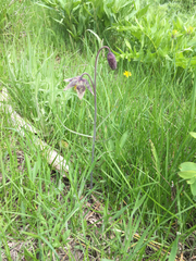 Fritillaria atropurpurea