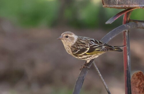 Pine Siskin (Spinus pinus), photo 5