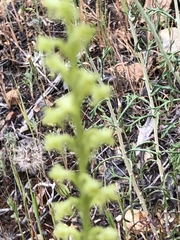 Platanthera cooperi