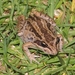 Striped Marsh Frog - Photo (c) eyeweed, some rights reserved (CC BY-NC-ND)