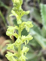 Platanthera cooperi