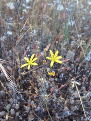 Bloomeria crocea