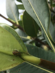 Alpaida variabilis
