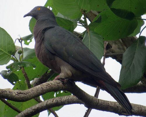 Christmas Imperial Pigeon (Ducula whartoni), photo 5