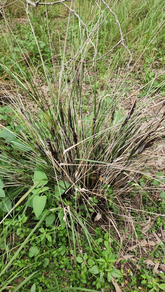 Red-berried Saw-sedge from Tiaro, AU-QL, AU on April 17, 2024 at 10:21 ...