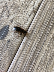 Tanystoma maculicolle