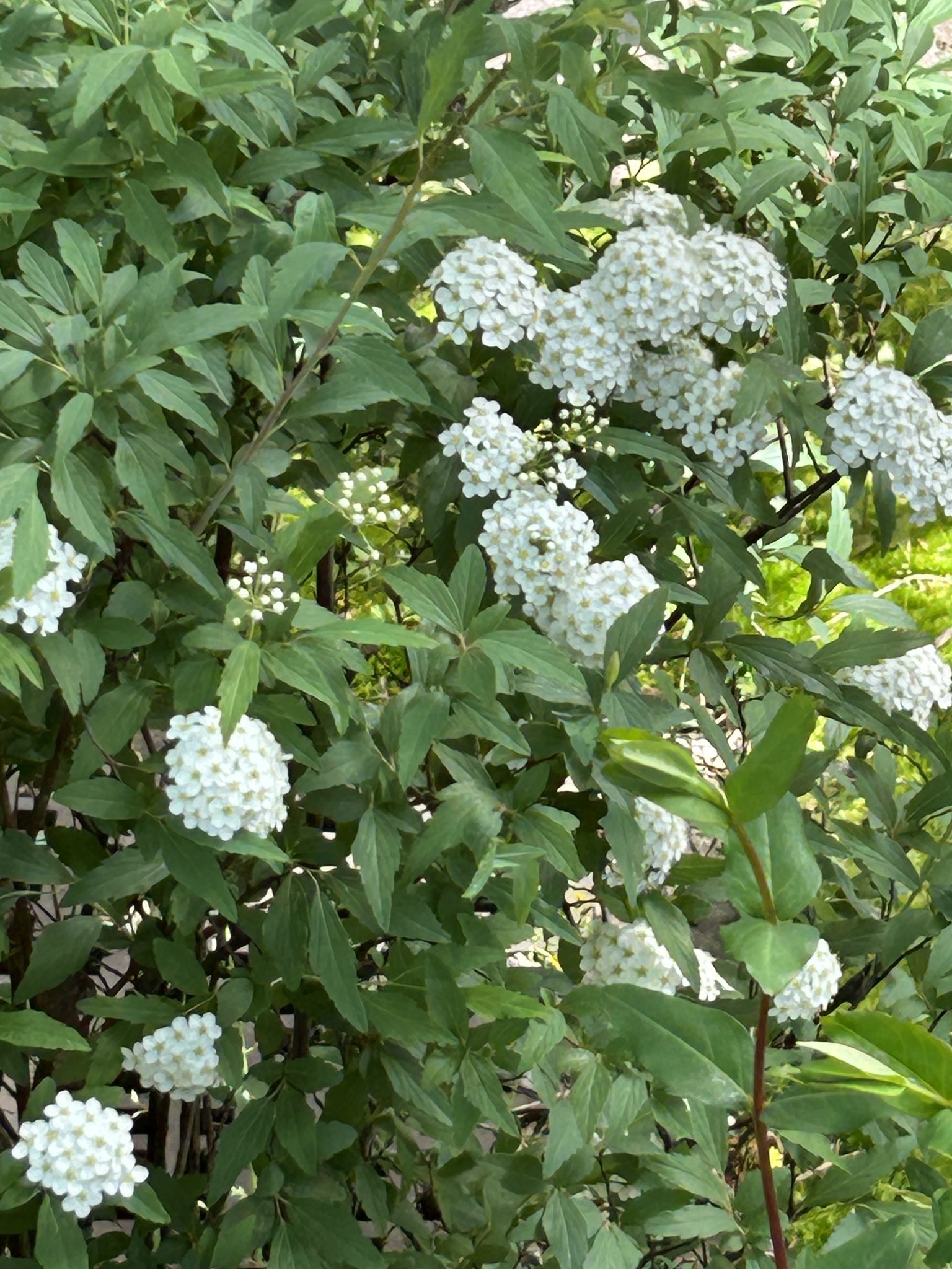 Imagem de Bridal Wreath
