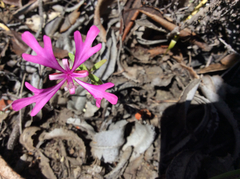 Clarkia concinna concinna