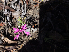 Clarkia concinna concinna