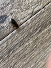 Tanystoma maculicolle