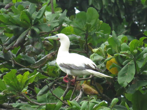 Piquero patirrojo (Sula sula)
