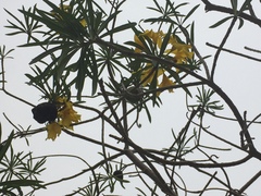 Cascabela thevetioides