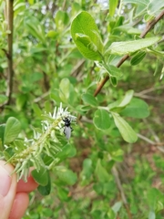 Bibio leucopterus