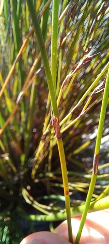 Image of Mastersiella digitata by (c) Adele SL, some rights reserved (CC BY)