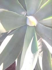 Agave attenuata