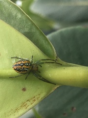 Alpaida variabilis
