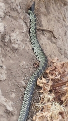Lampropeltis splendida