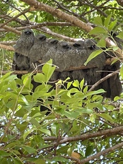 Apostlebird photo 5