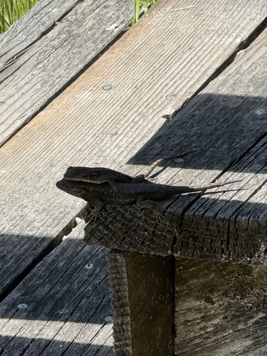 iNaturalist observation photo of Western Fence Lizard