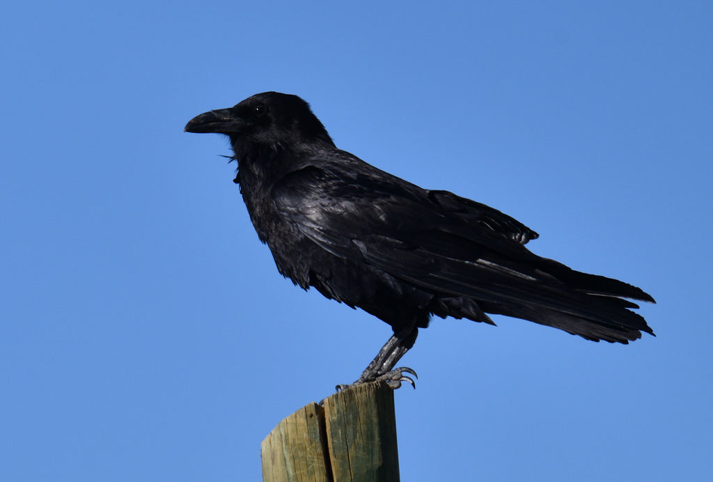 Common Raven from Candela, Coah., México on April 3, 2024 at 04:45 PM ...