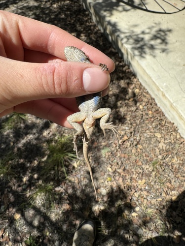 iNaturalist observation photo of Western Fence Lizard