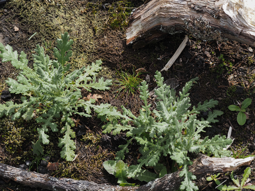 Senecio sylvaticus iNat (3)