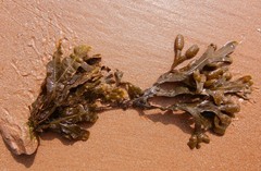 Fucus vesiculosus