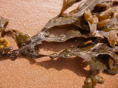 Fucus vesiculosus