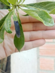 Dunalia brachyacantha