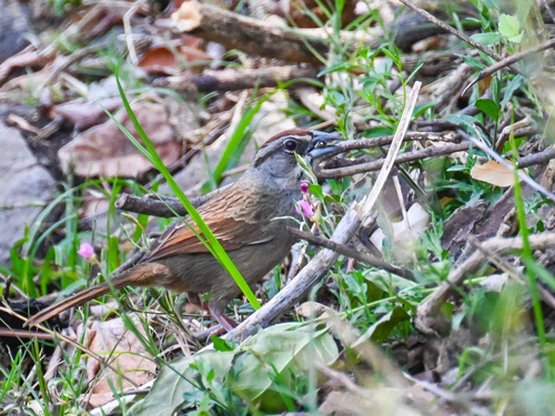 Rusty Sparrow (Aimophila rufescens), photo 8