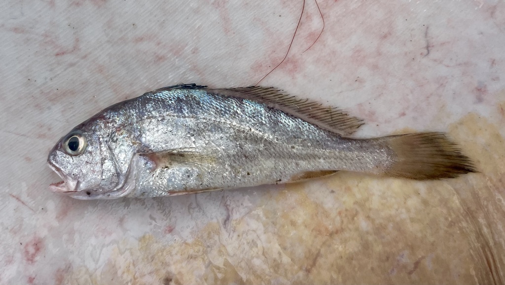 Croaker