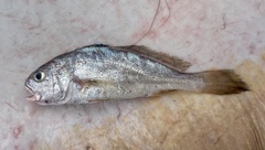 Sharp-Toothed Hammer Croaker photo 4