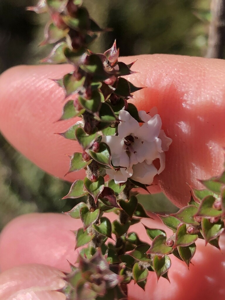 Epacris gunnii from Newnes Plateau NSW 2790, Australia on April 10 ...