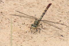 Arigomphus submedianus