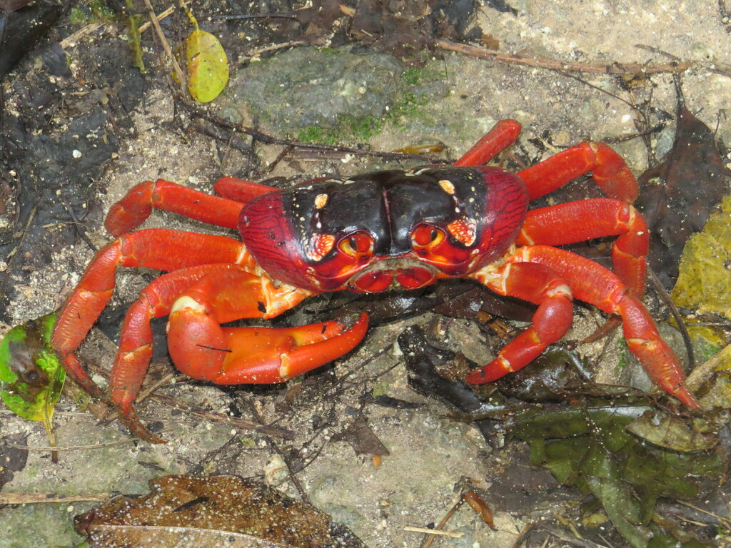 Red crab on rocky forest ground, bright red legs and a dark red and black shell