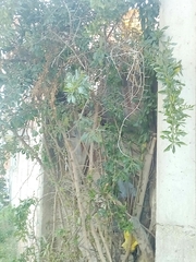 Dunalia brachyacantha